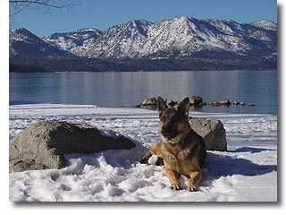 Lake Tahoe Vacation Als Pets Allowed